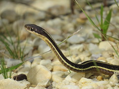 Eastern Ribbon Snake
