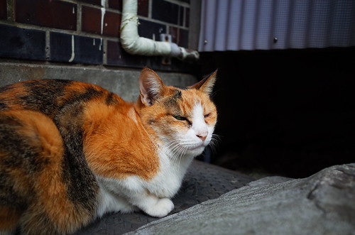 Cat in Akihabara