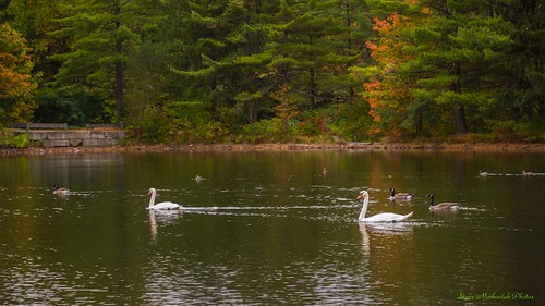 autumn trees lake water birds reflections geese newjersey pond nikon swans westmilford melodylake d3100 smack53 palpond