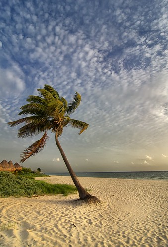 beach clouds sunrise mexico dawn palmtree tropical carribbean quintanaroo beachscene puntasam playademujeres excellenceplayamujeres tropicalbeachscene puntasammexico