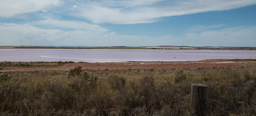 pink lake salt australia sa southaustralia lochiel
