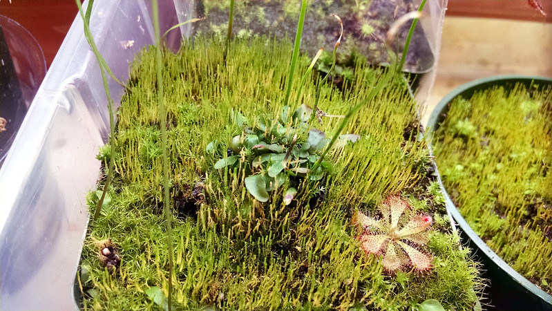 Utricularia praelonga and friend