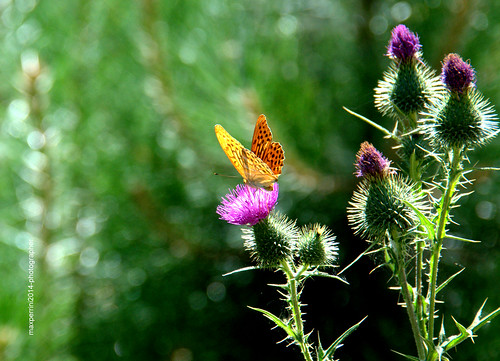 flowers italy nature nikon butterflies calabria d300s nikond300s maxperrini