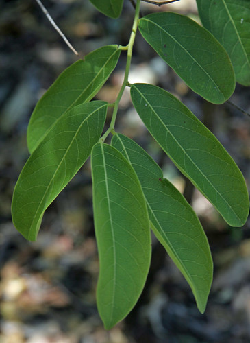 leaf flora nt australia kakadu yellowwater northernterritory