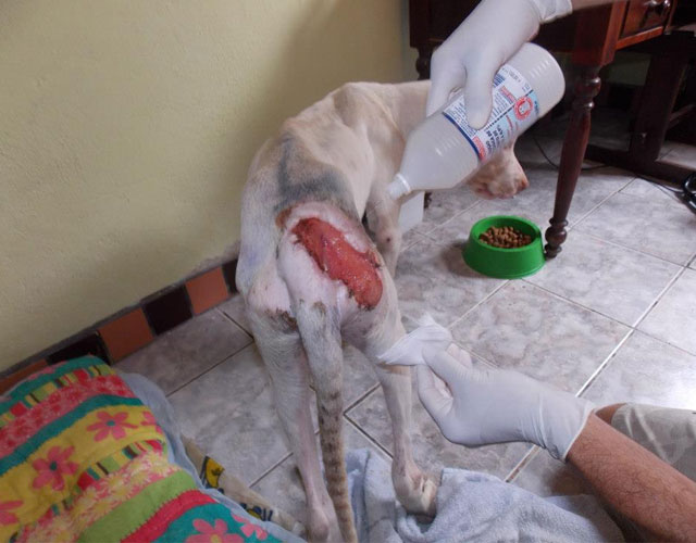 milagrosa-recuperacion-pitbull-brasil