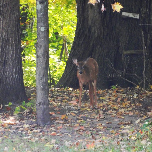 autumn trees leaves animal woods maine newengland deer