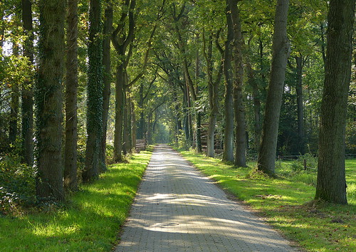 road light netherlands landscape licht nederland dappled achterhoek winterswijk weg landschap gelderland woold panasonicdmcfz150 1180522