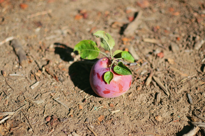apple picking in julian