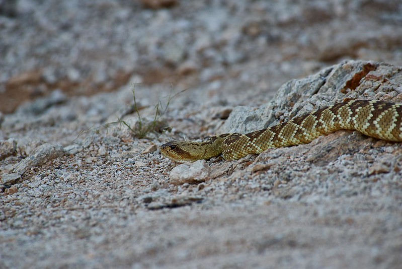 Black-tailed Rattlesnake - Saguaro National Park