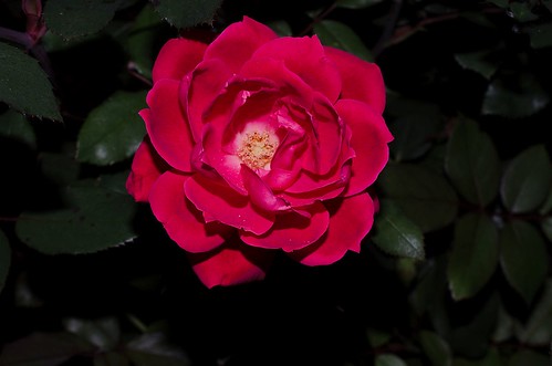 Roses after dark...
