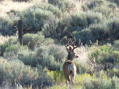 Mule deer are often found browsing on national forests and grasslands in the West. The Million Bucks initiative, started in 1989, involves the U.S. Forest Service and partners such as the Mule Deer Foundation who collaboratively work to conserve and restore habitats to support healthy deer populations that in turn will provide recreational opportunities for the public. (Courtesy Dave Herr. Used with permission.)  