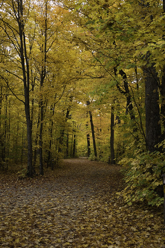 autumn ontario canada fall leaves algonquinpark nipissingunorganizedsouthpart 100xthe2014edition 100x2014