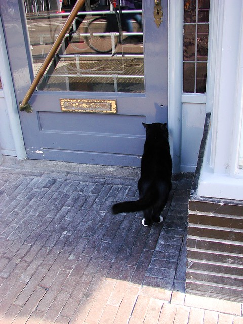 Voorstraat Tailor's Cat