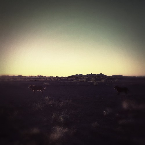 morning arizona dogs sisters sunrise landscape outside outdoors lucy desert az hike molly sonorandesert newriver hipstamatic blankobl4film sergiolens