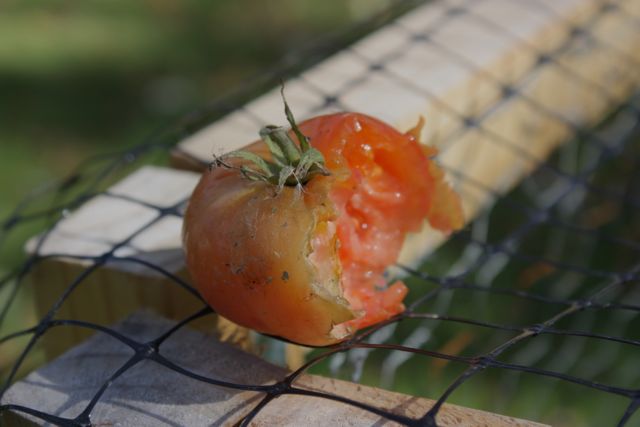 half-eaten tomato