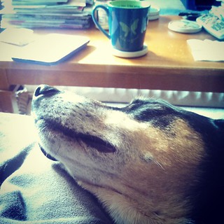 Happy Sunday... #dogstagram #instadog #snuggles #coonhoundmix #lazySundayMorning #coffee #happydog