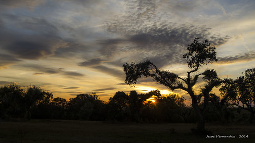 sunset atardecer nikon puestadesol salamanca oaks grassland range castilla dehesa encinas d5100 tenebron