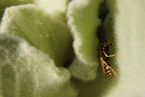 Bee on Green Fluffy Leaf