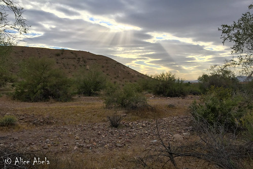az arizona coloradoriver desertspring2017 lapazcounty leveeroad locpublic viseveryone