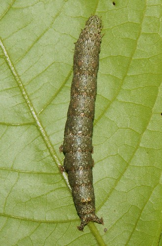 letis erebidae moth lepidoptera