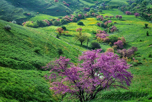 plants nature landscape spring thessaly karditsa fanari greece hellas