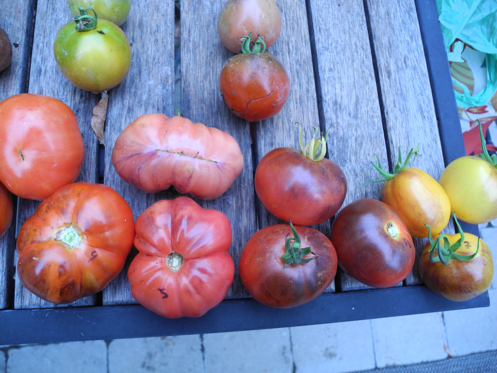 Tomatoville - An Online Community for Passionate Tomato Growers Around the World!