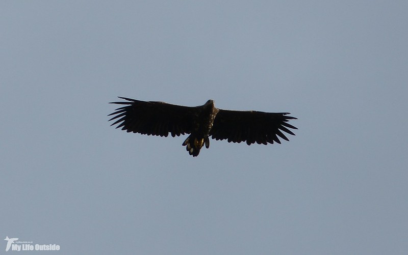 P1090284_2 - White-tailed Eagle on Ben More, Isle of Mull