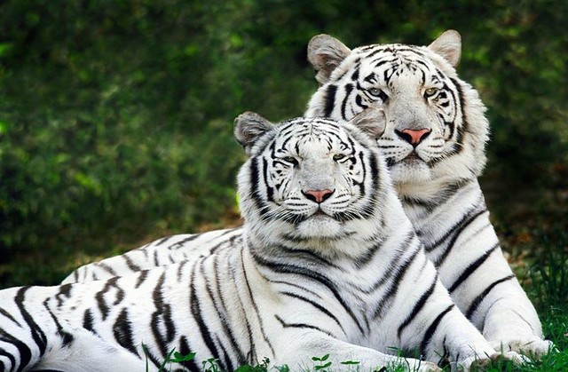 1_white_tigers.jpg