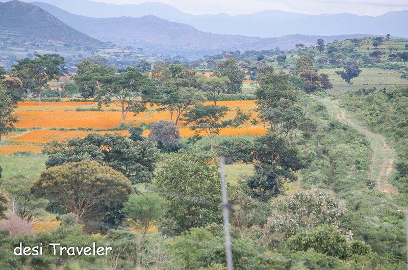 Marigold fields near Bandipur National Park