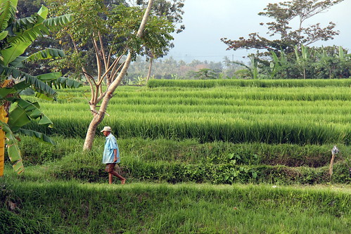 travel bali color green nature canon indonesia landscape geotagged asia southeastasia vert ricefield 2012 sawah brightgreen riceterrace balinese インドネシア indonésie rizière 60d asitrac banjarbaleagung