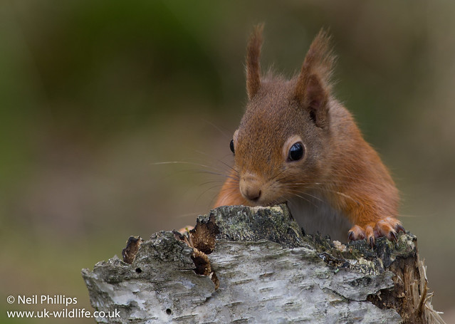 red squirrel-7