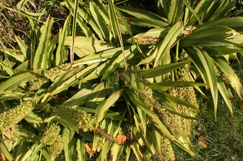 Eucomis - Pineapple lilies
