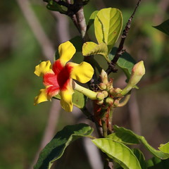 Savannah Flower (Mandevilla hirusta)