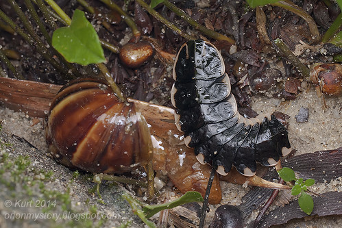 Lamprigera sp. preying on Giant African Snail IMG_4421 copy