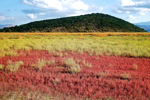 red green field greece marshland amvrakikos 28mmf28 glasswort arapis αράπησ κόκκινο έλοσ αμβρακικόσ πράσινο βάλτοσ υγρότοποσ salicarniaeuropaea αλίτοποσ αρμυρήθρεσ