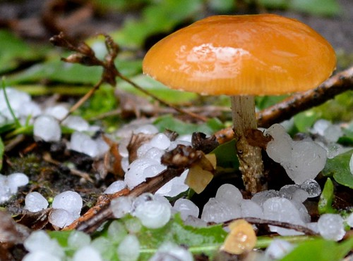 Mushroom in hail