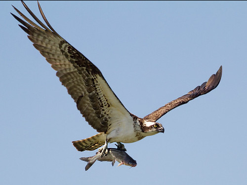 cmsheehy colemansheehy nature wildlife bird osprey hawk fishhawk rappahannock virginia pandionhaliaetus