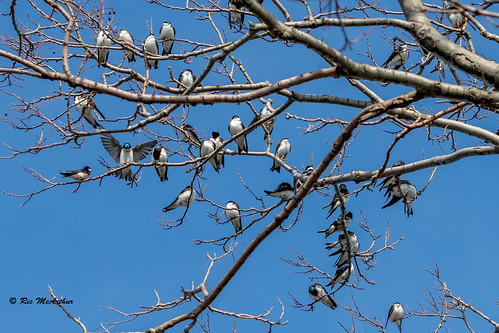 swallow treeswallows leamington ontario canada ca tachycinetabicolor ricmcarthur rickmcarthur rondeauric