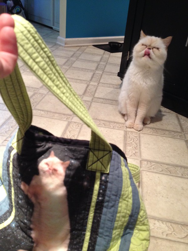 I couldn't convince him to get into the bag.