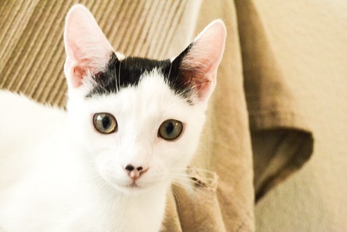 Carlo, gatito blanco con toque negro tímido y muy bueno esterilizado, nacido en Junio´14, en adopción. Valencia. ADOPTADO. 15235909520_bb0dd09efa