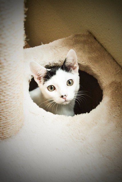 Carlo, gatito blanco con toque negro tímido y muy bueno esterilizado, nacido en Junio´14, en adopción. Valencia. ADOPTADO. 15235909770_6efddf7e8b_z
