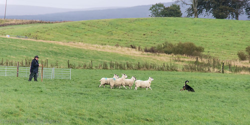 dog art photography scotland countryside collie driving sheep unitedkingdom shepherd farming bordercollie agriculture ayrshire herding workingdog sheepdogtrial darvel sonydt18250mmf3563 sonyslta55v