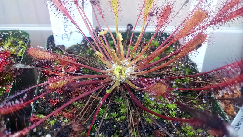 Drosera anglica CA x HI with mutated flower stalk.