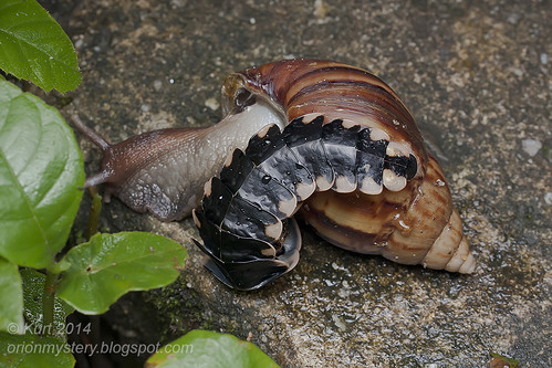 Lamprigera sp. preying on Giant African Snail IMG_4379 copy