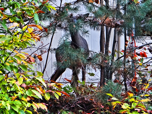 fall leaves adirondacks deer