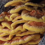 Sulphur Fungus  (Laetiporus sulphureus), Van Nuys, California