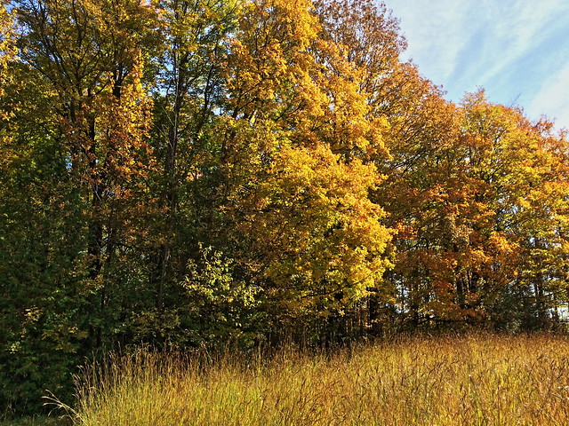 Autumn color at The Farm in Sturgeon Bay WI 20141012
