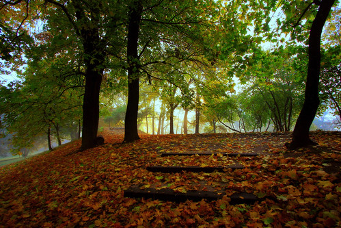 park morning autumn trees leaves fog canon landscape scenery drohiczyn cesarz marcelxyz