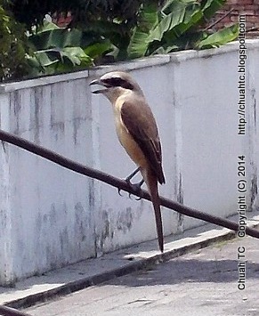 A Brown Shrike In My Front Yard