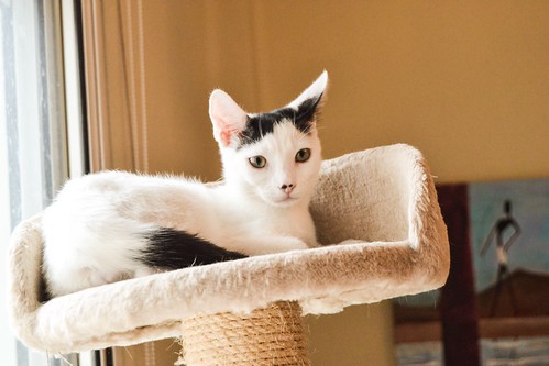 Carlo, gatito blanco con toque negro tímido y muy bueno esterilizado, nacido en Junio´14, en adopción. Valencia. ADOPTADO. 15399575216_57ba7974c7